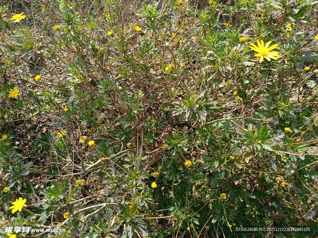 野外黄色小花与绿植景观