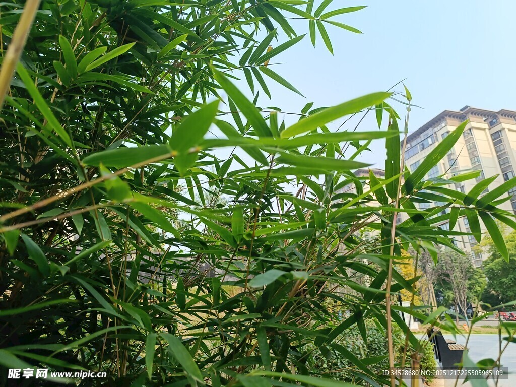 翠绿竹林与远处建筑景观
