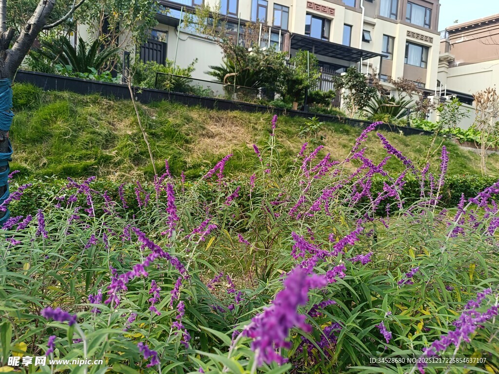 城市中绽放的紫色花卉景观