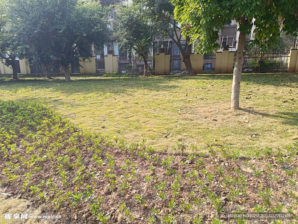 美丽庭院中的花草树木