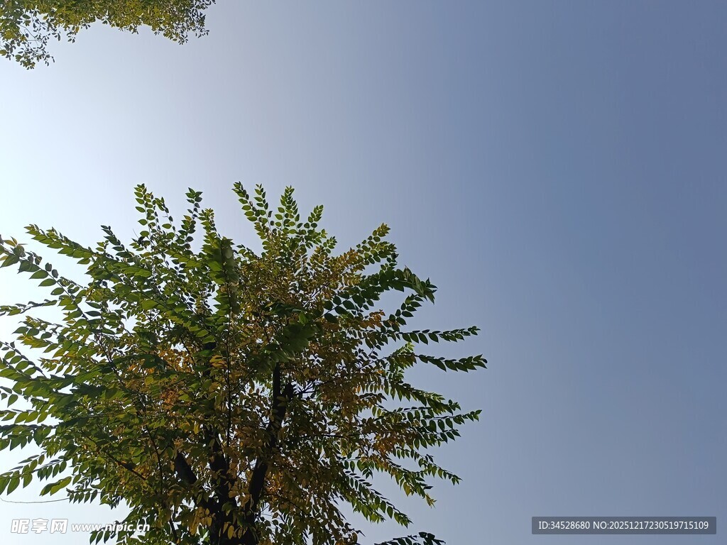 蓝天映衬下的葱郁树木