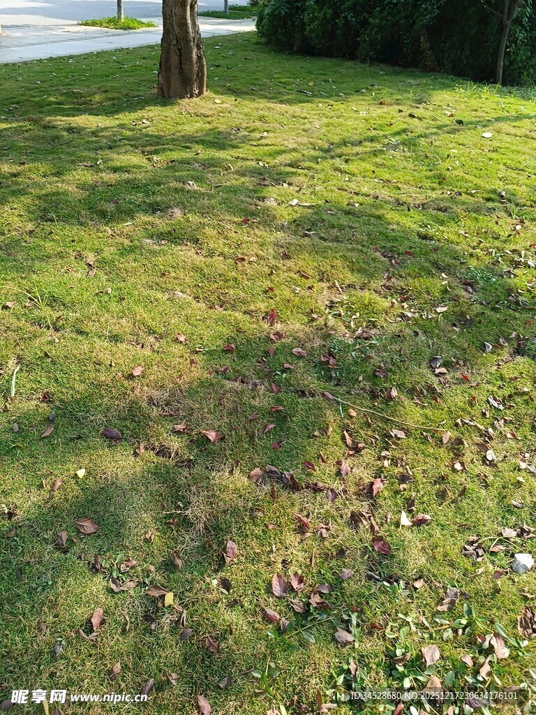 阳光下的翠绿草地