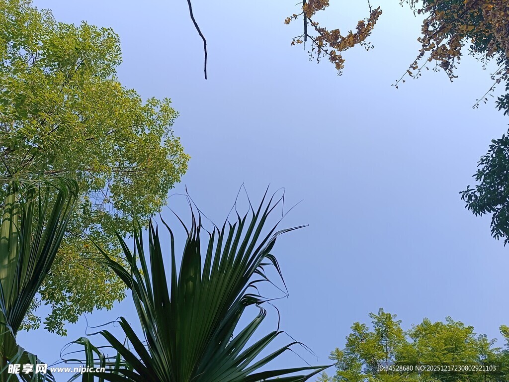 仰视葱郁树木与蓝天