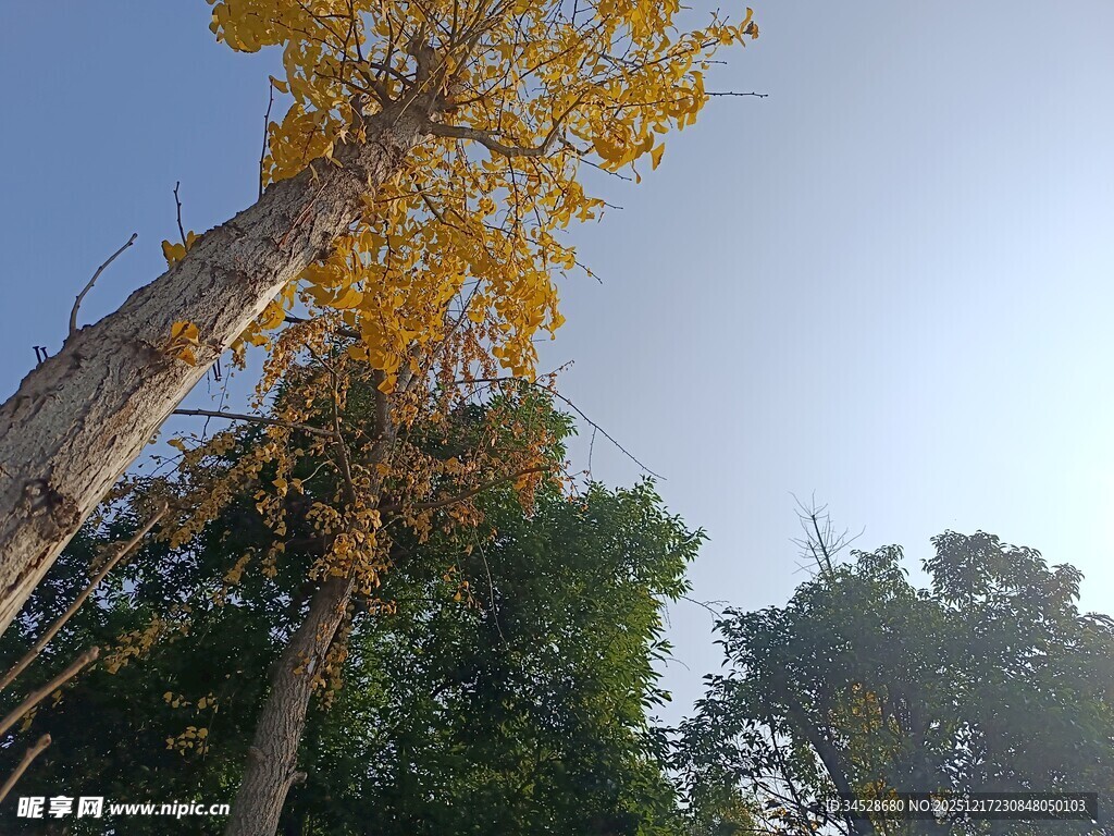 秋日挺拔黄叶树木景观