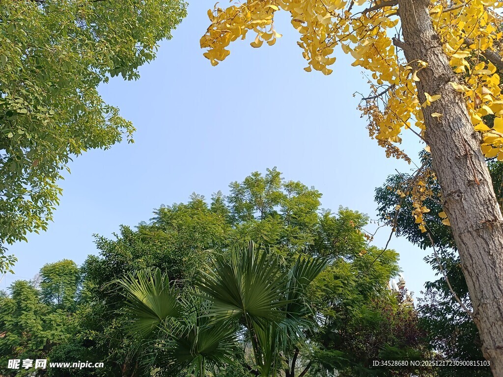 秋日多彩树木景观