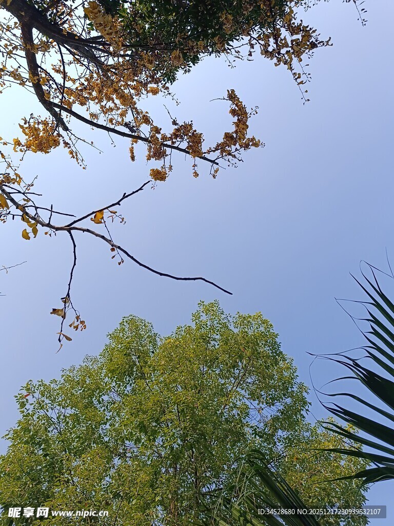 仰视葱郁树木与蓝天