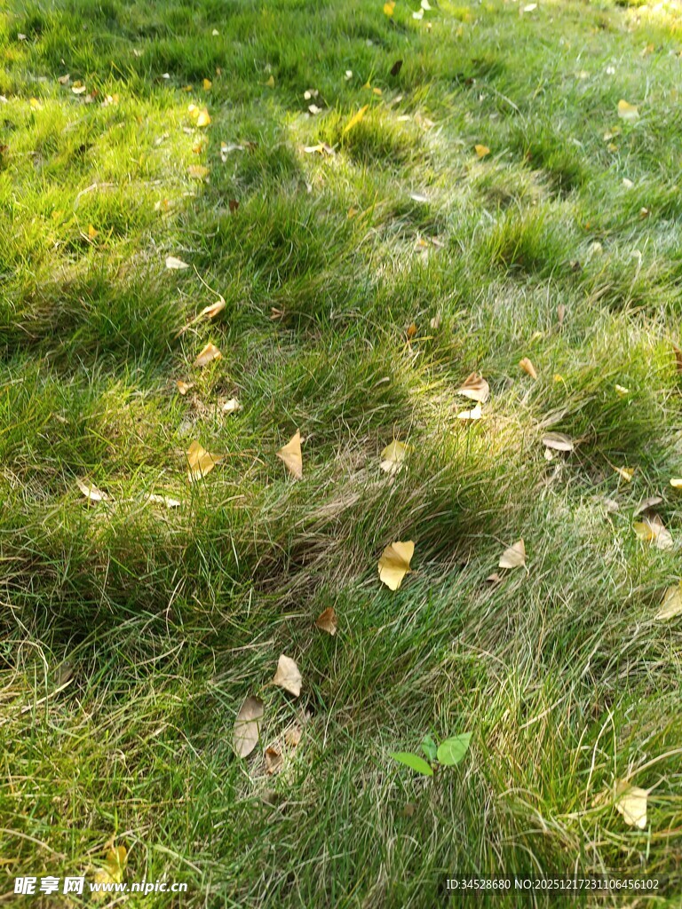 阳光下的翠绿草地