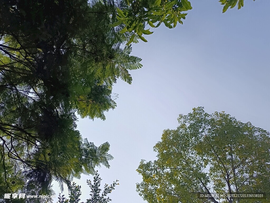 仰视绿树蓝天美景