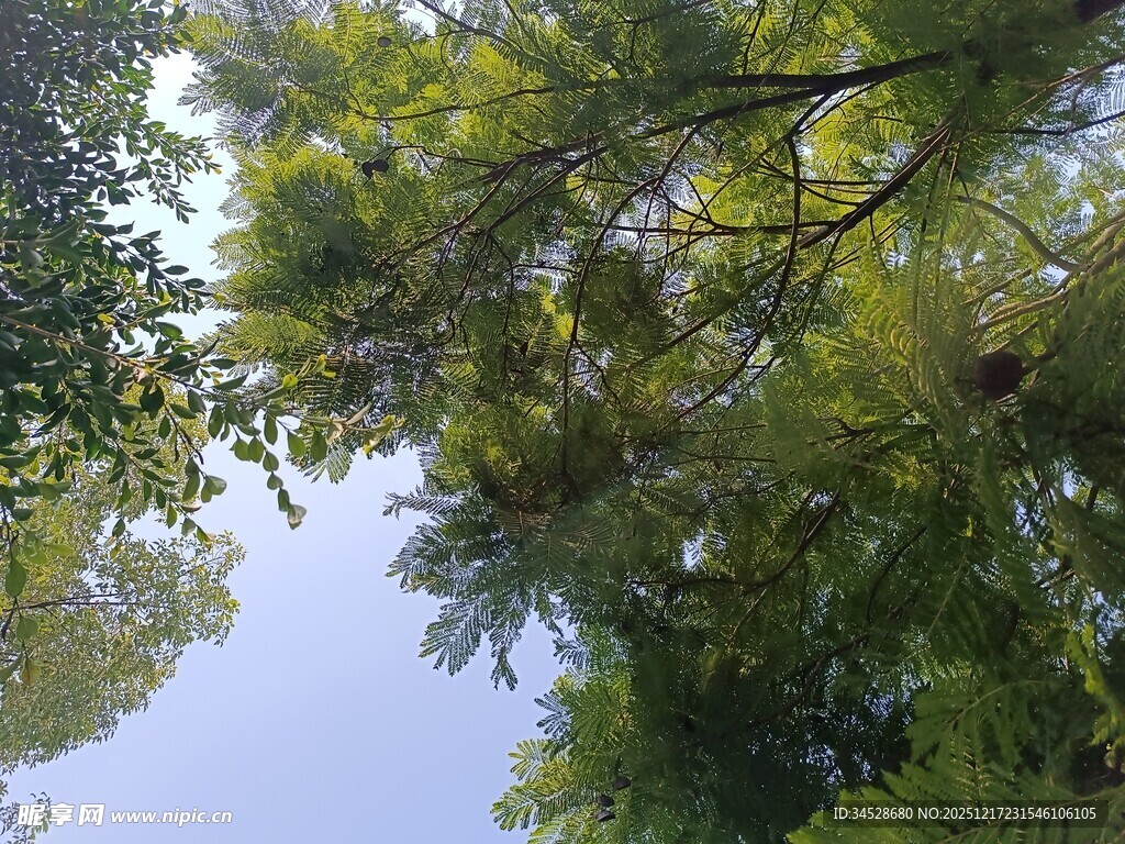 枝叶繁茂的绿树景观