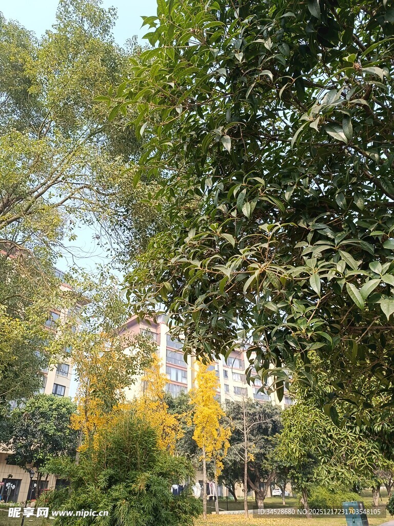 秋日公园绿树环绕景致