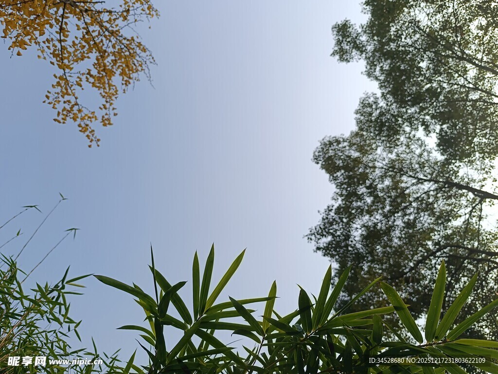 仰望蓝天与葱郁植物