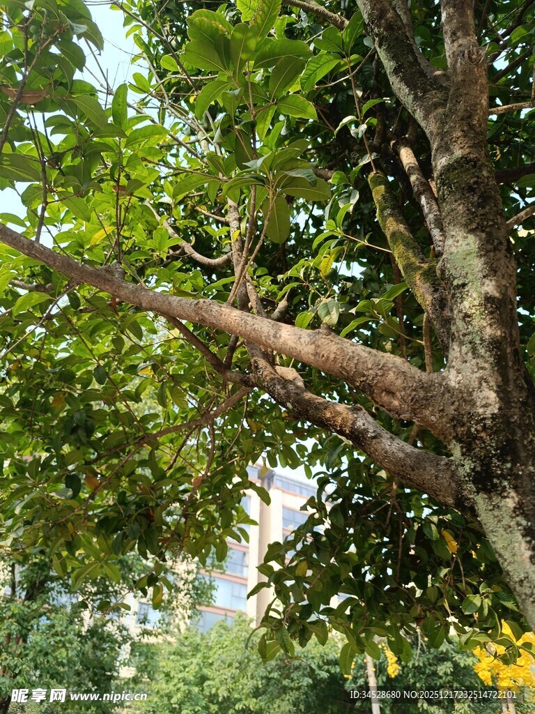 繁茂大树展现自然生机