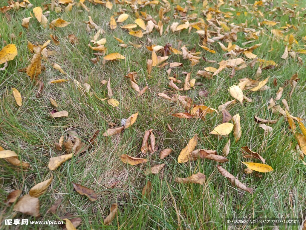 草地上的缤纷落叶