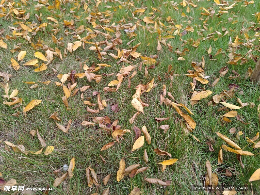 秋日草地落叶景致