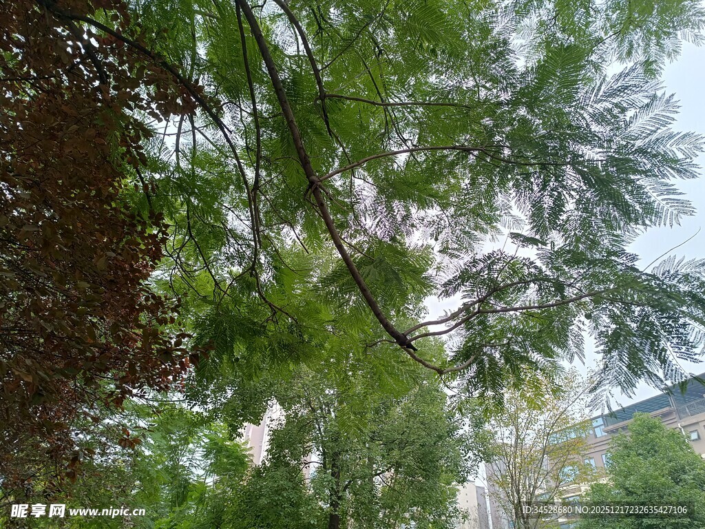 枝叶繁茂的绿树景观