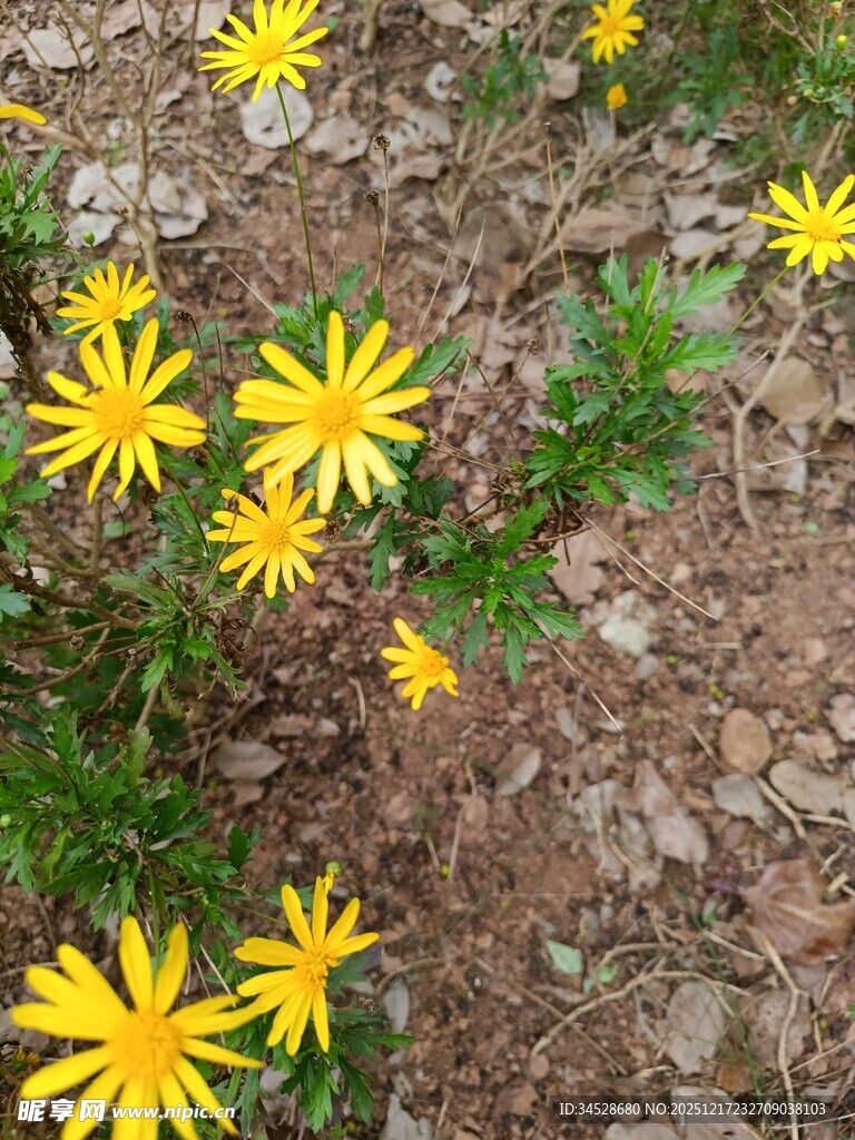地面绽放的黄色小花