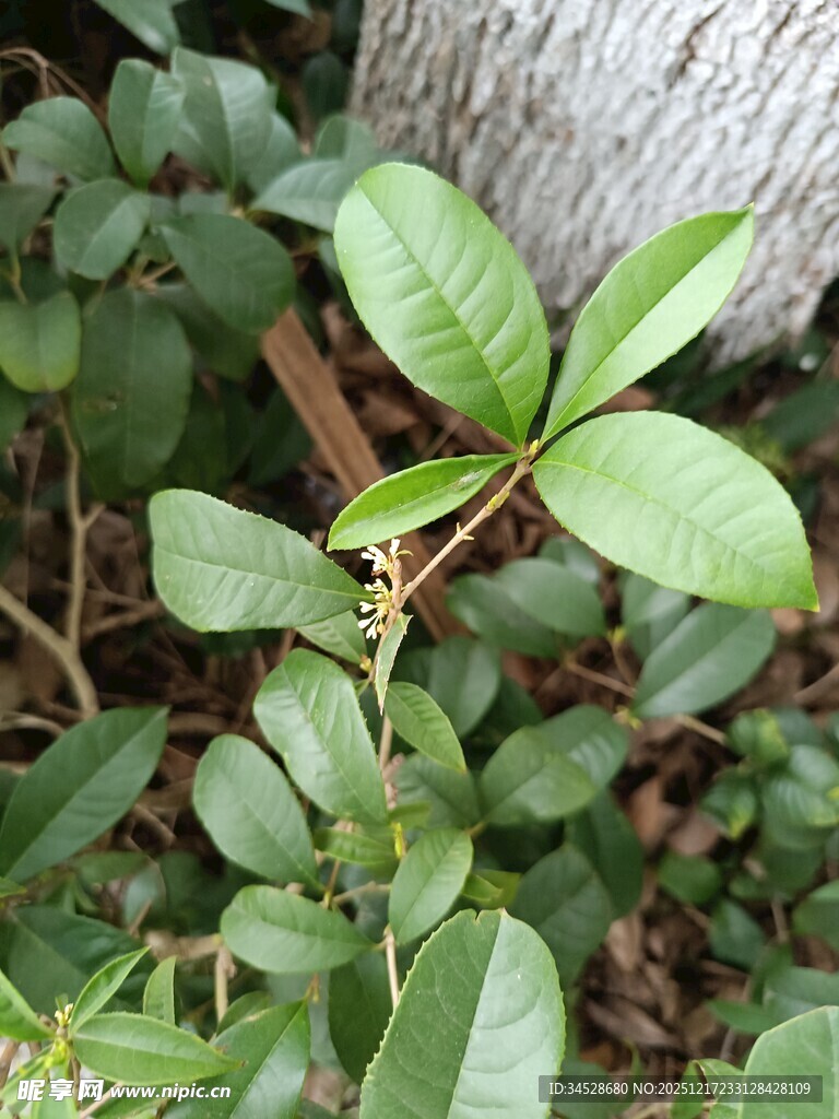 绿叶植物近景特写