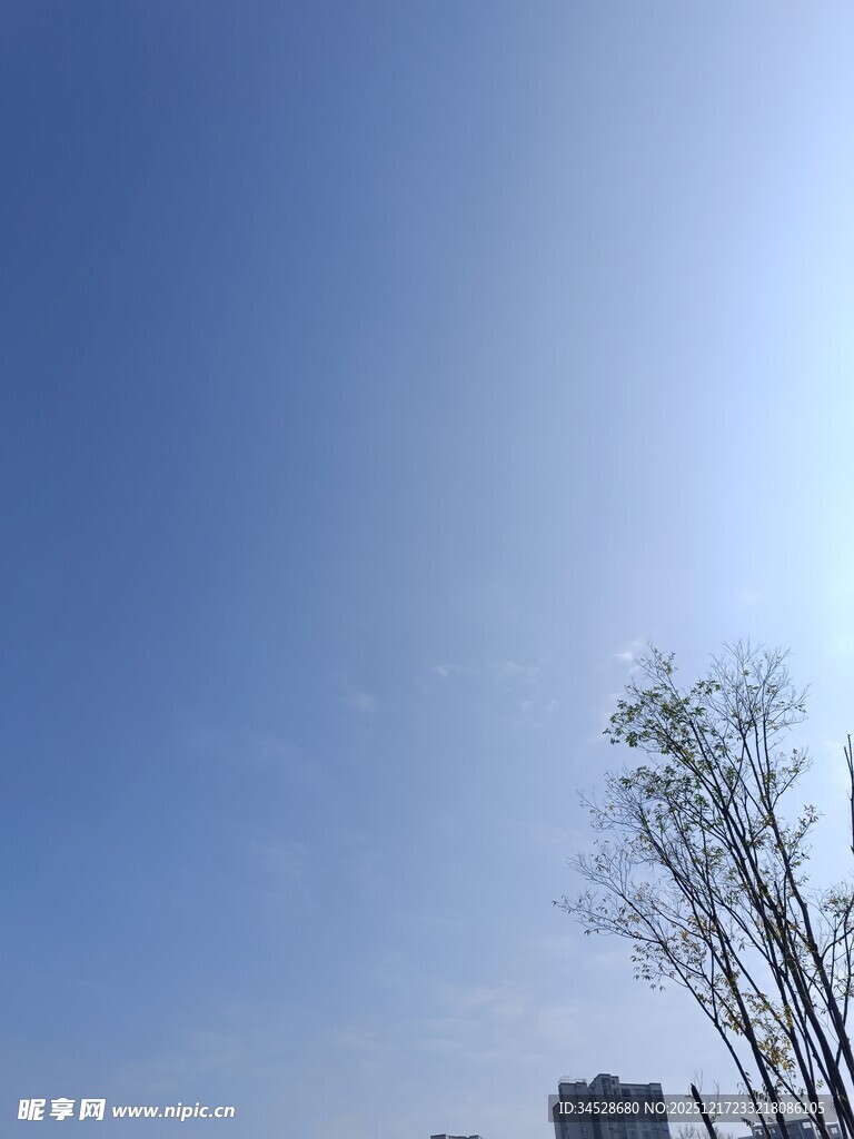 蓝天之下的挺拔树木