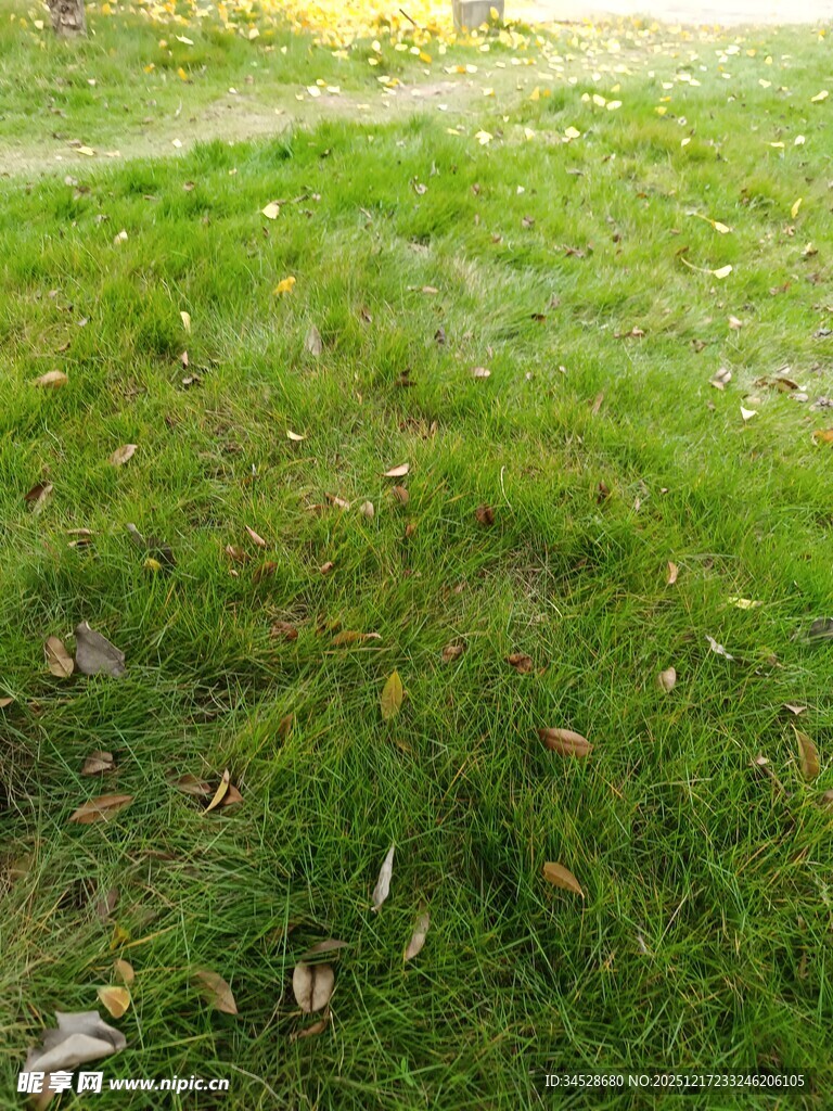 阳光下的翠绿草地