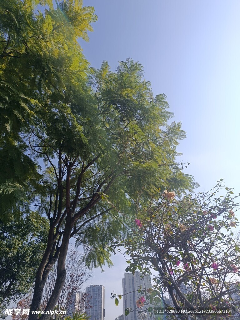 城市中葱郁树木与蓝天