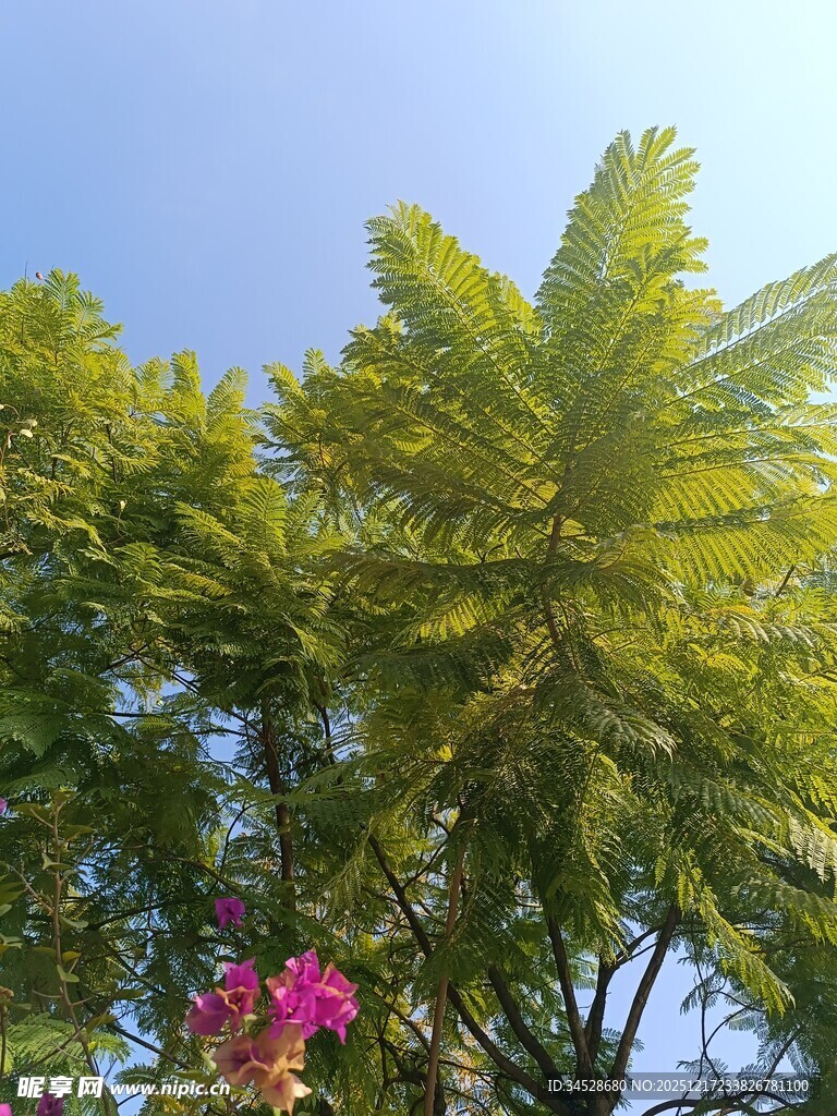 蓝天绿树间的绚烂花卉