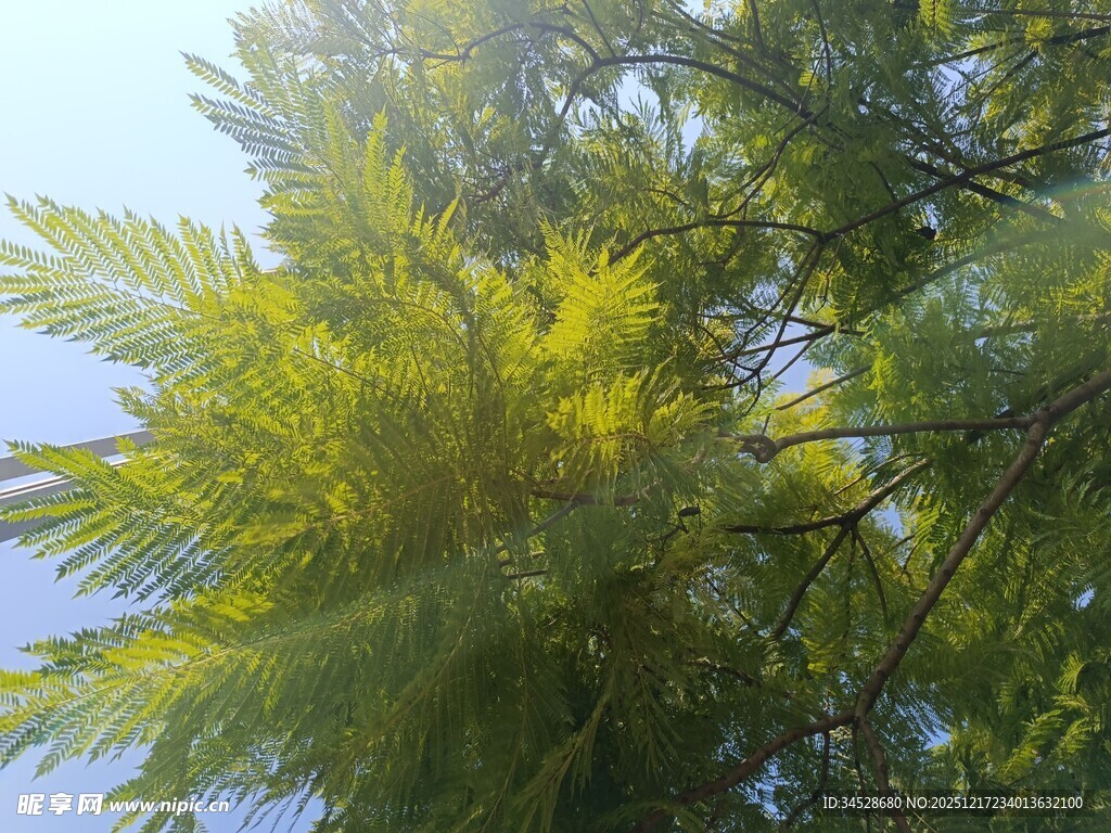 阳光下的翠绿枝叶