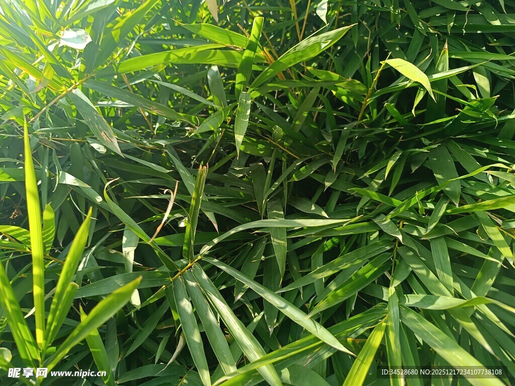 翠绿繁茂的热带植物景观