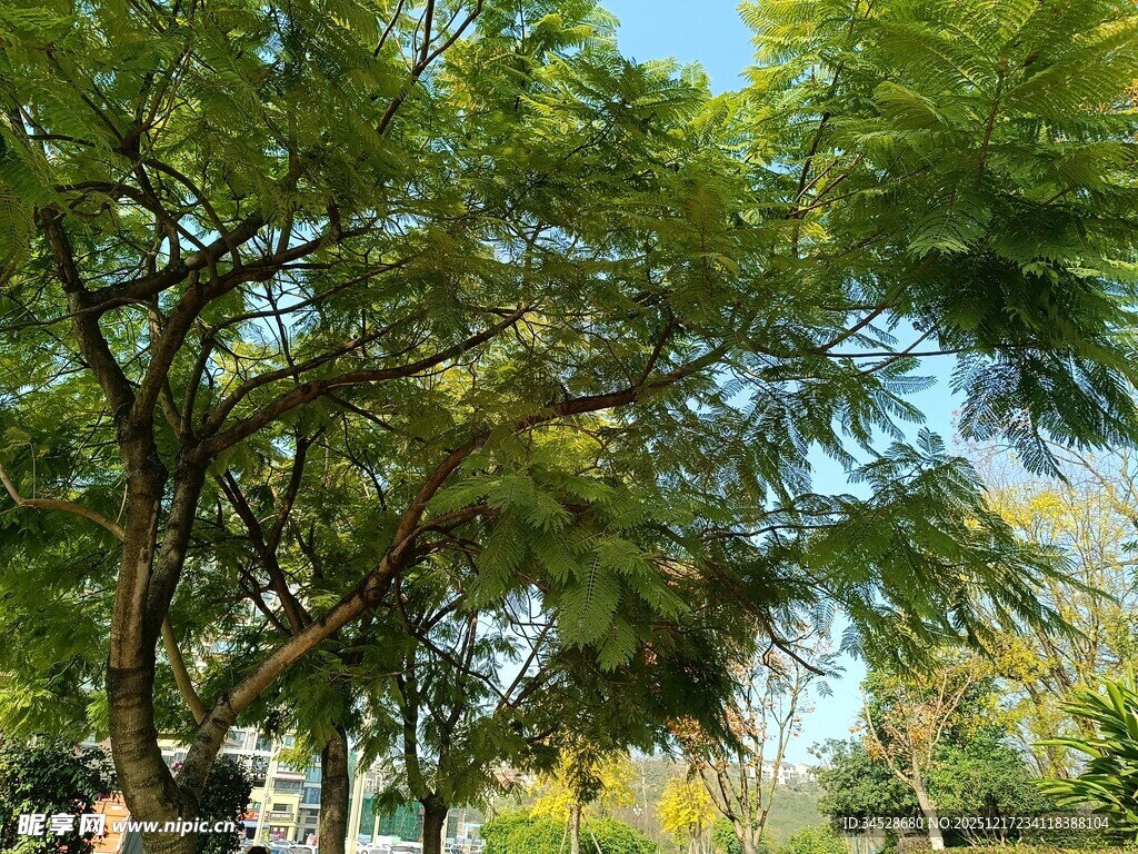 夏日葱郁绿树风景