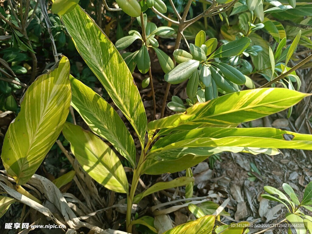 黄绿相间叶片的植物