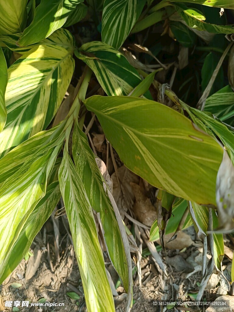 翠绿斑斓的植物叶片