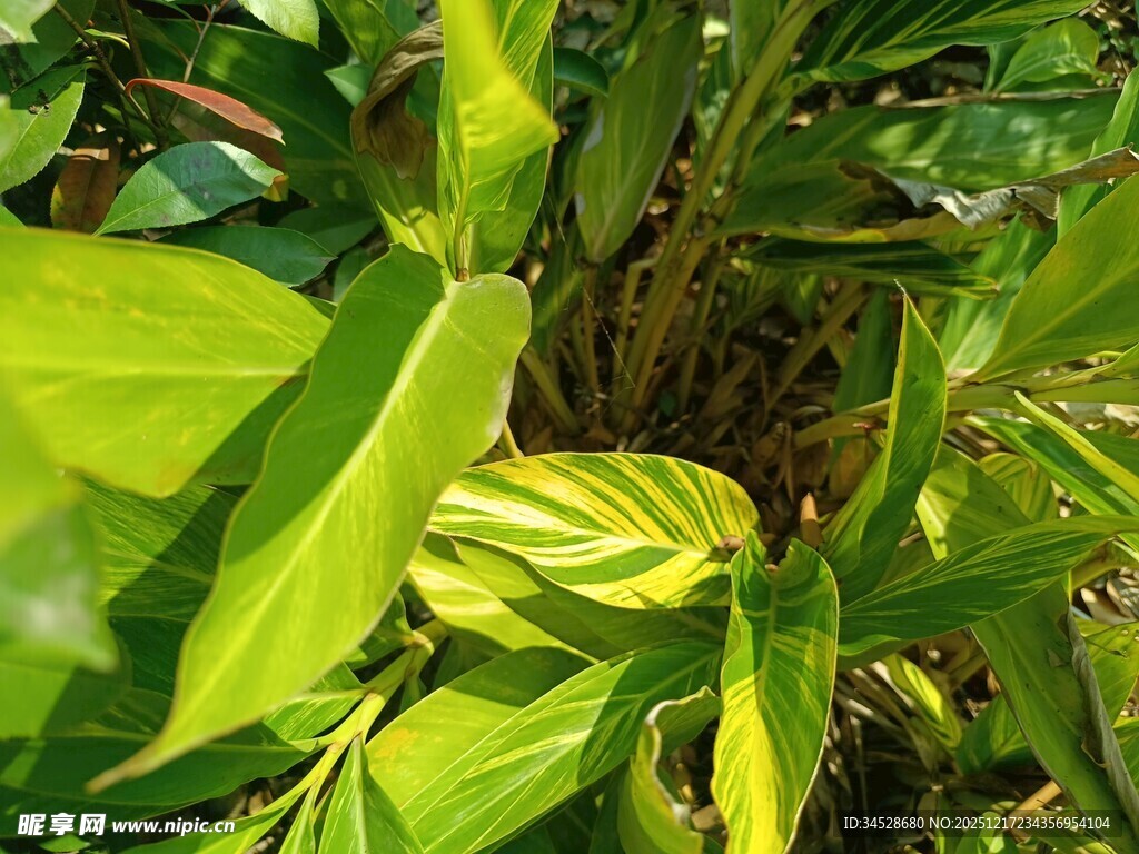 翠绿植物叶片特写