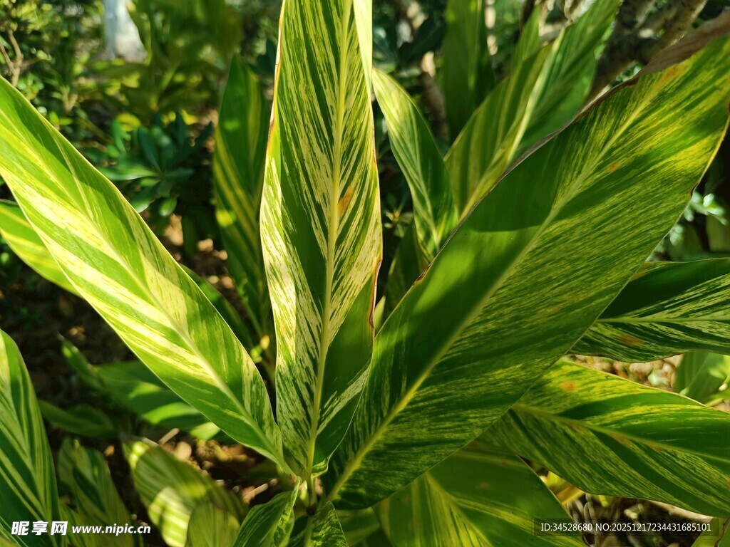 翠绿斑斓的植物叶片