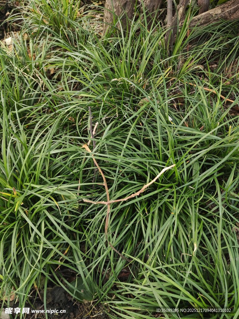 翠绿丛生的细长叶片植物