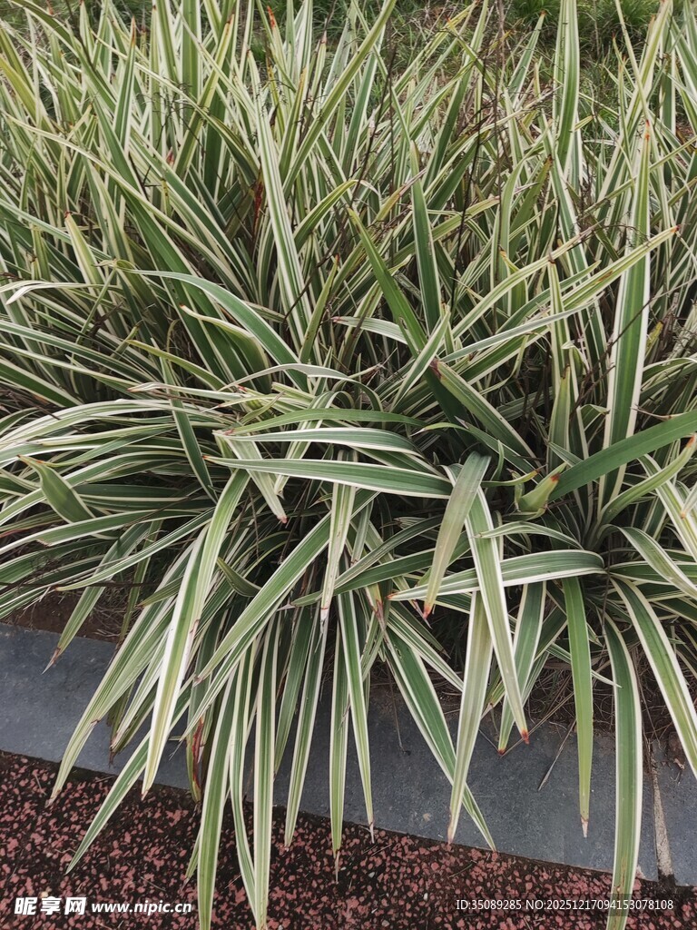 银边麦冬植物景观
