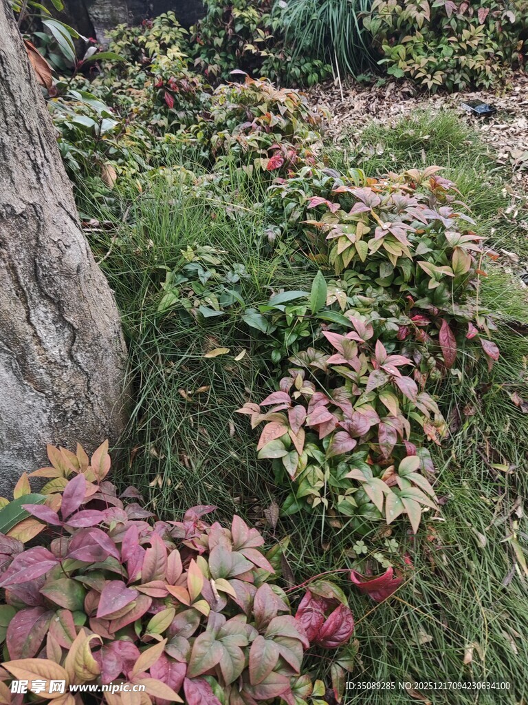 秋日草地旁多彩植物景观