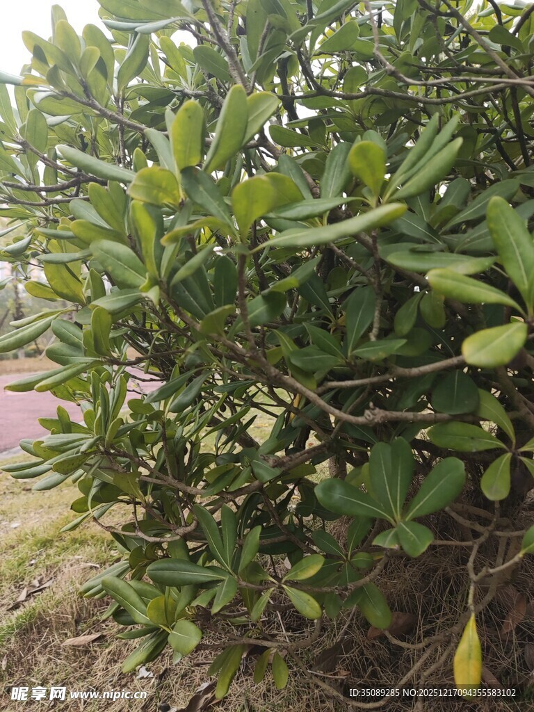 绿叶繁茂的灌木丛