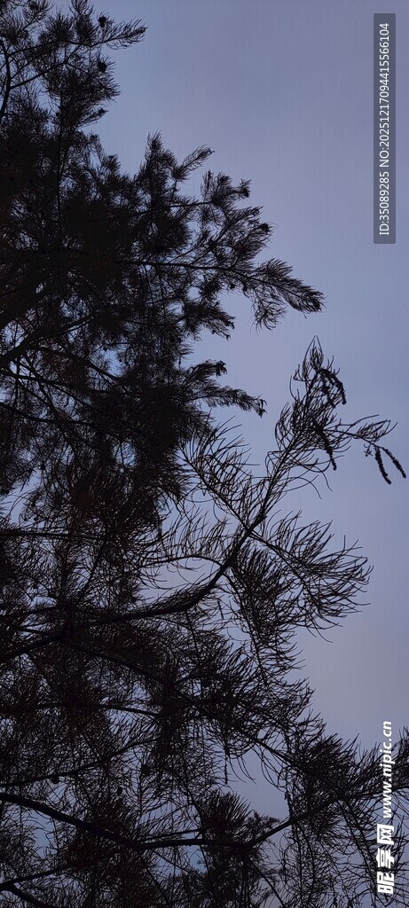 树梢剪影天际朦胧之景