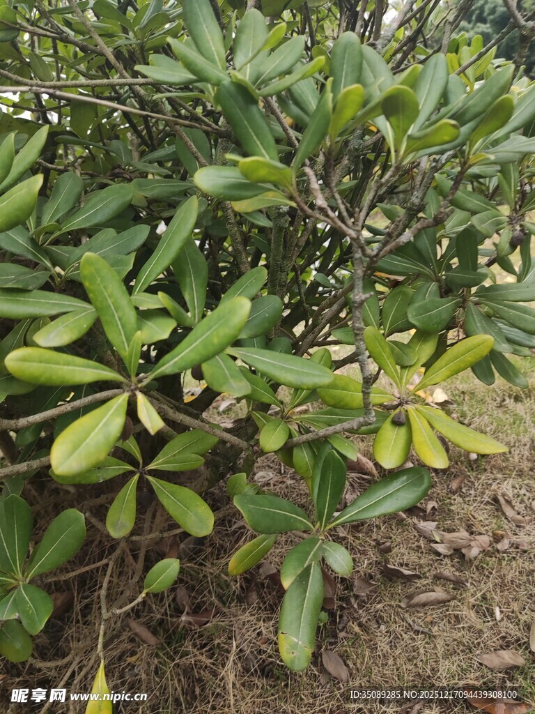 绿叶繁茂的灌木丛