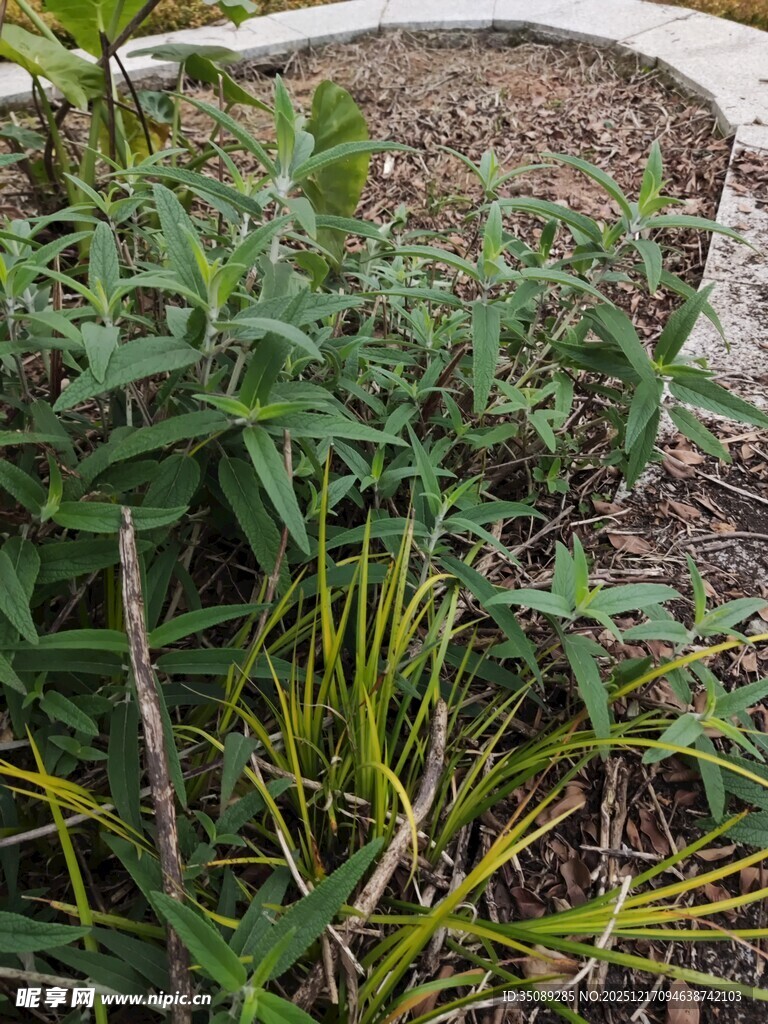 草丛中的多样植物景观