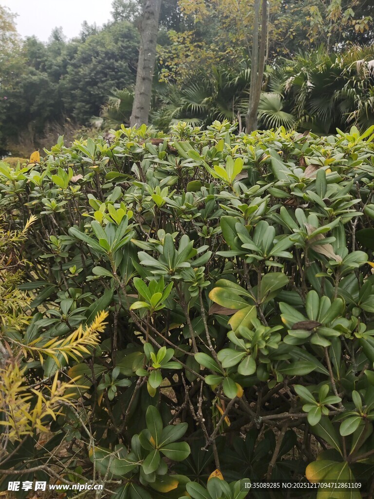 茂密绿植景观
