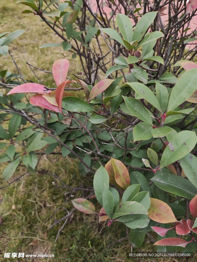 多彩叶片的植物景观