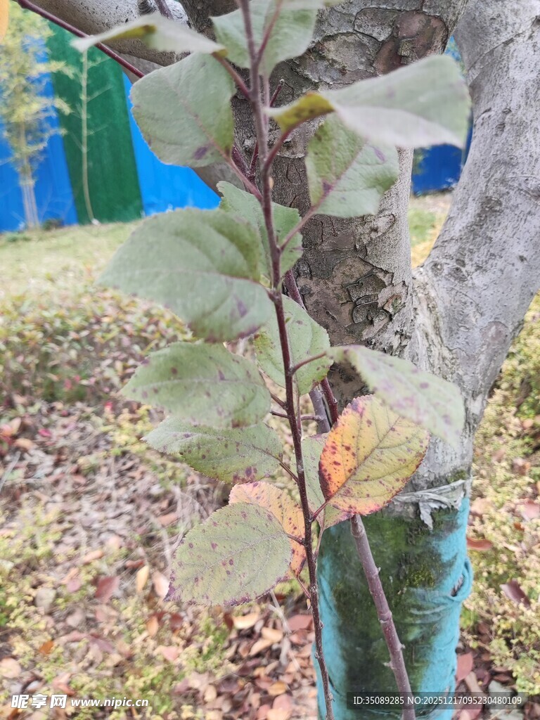 带绿叶的植物幼苗
