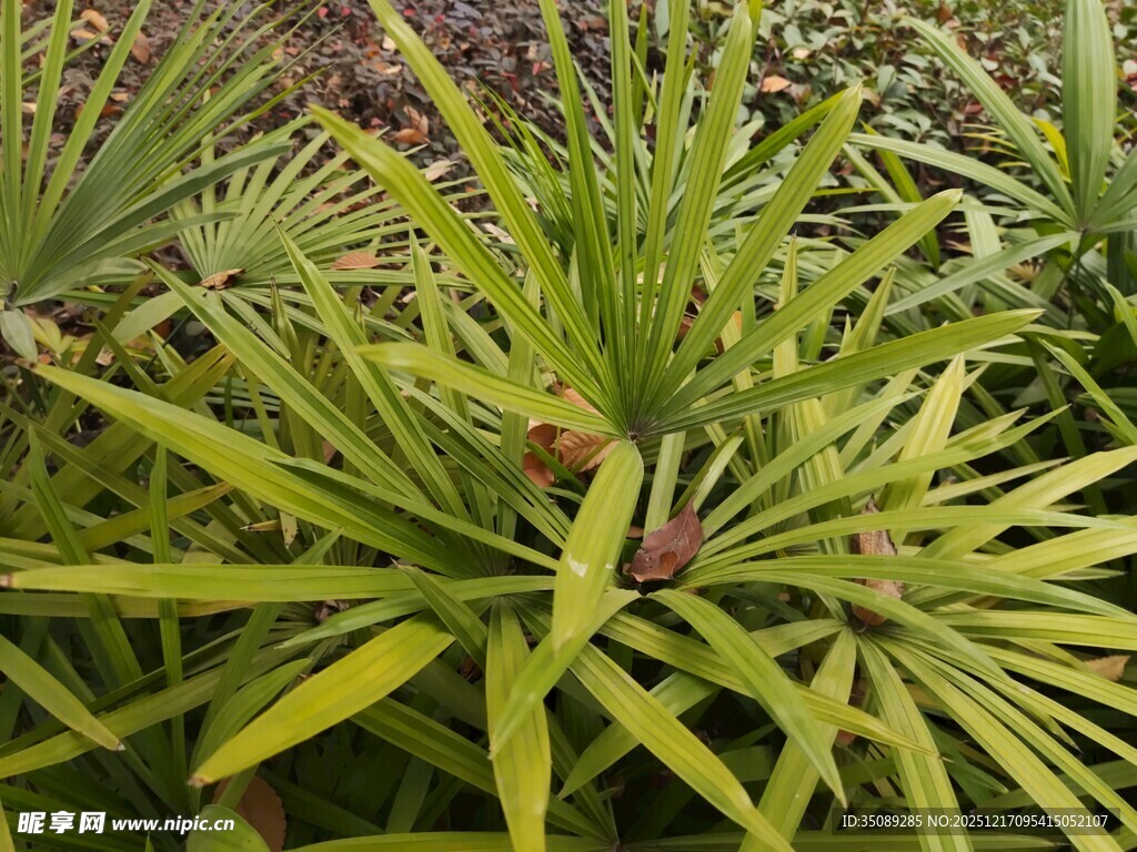 翠绿龙舌兰植物特写