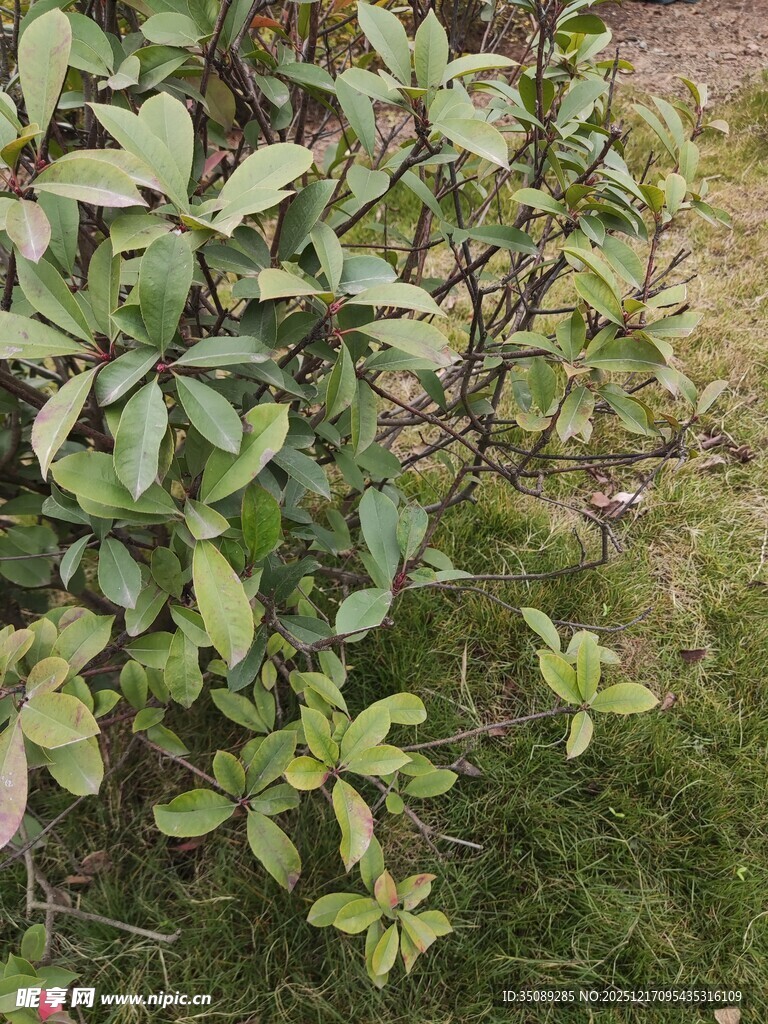 绿叶繁茂的灌木丛