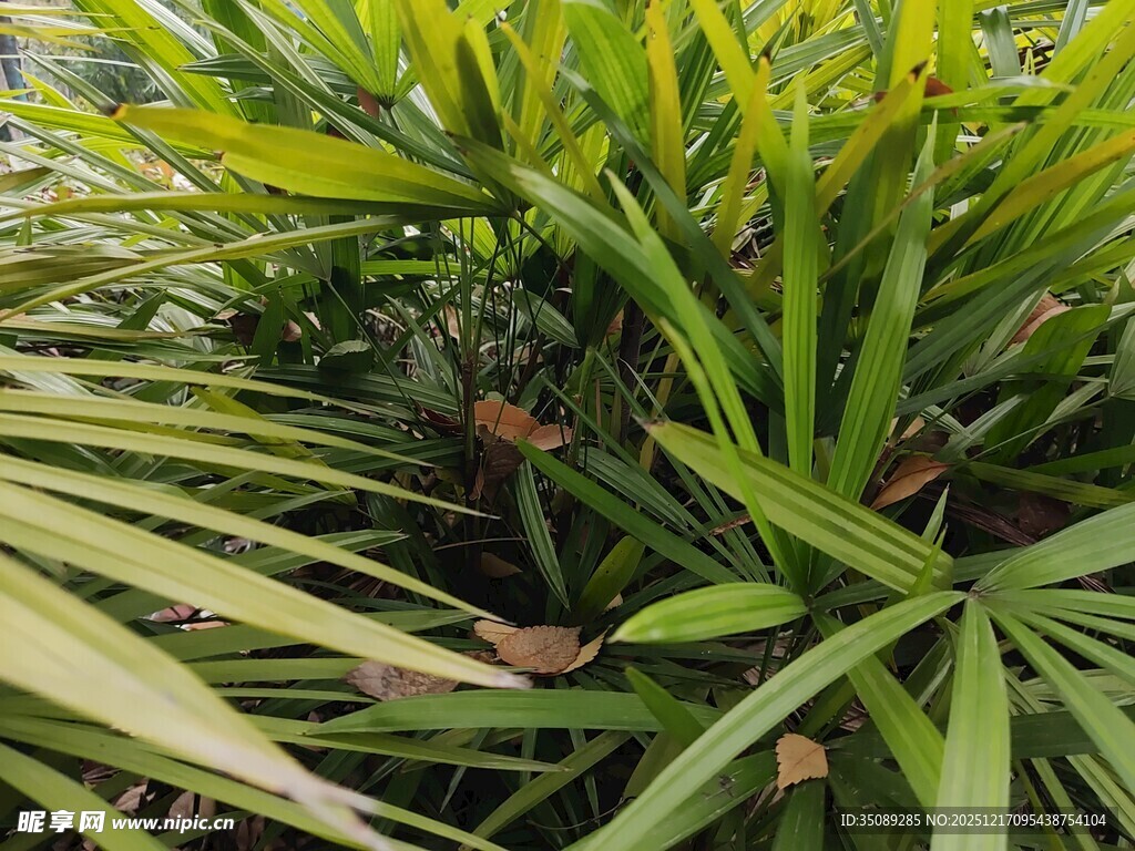 翠绿棕竹叶片特写