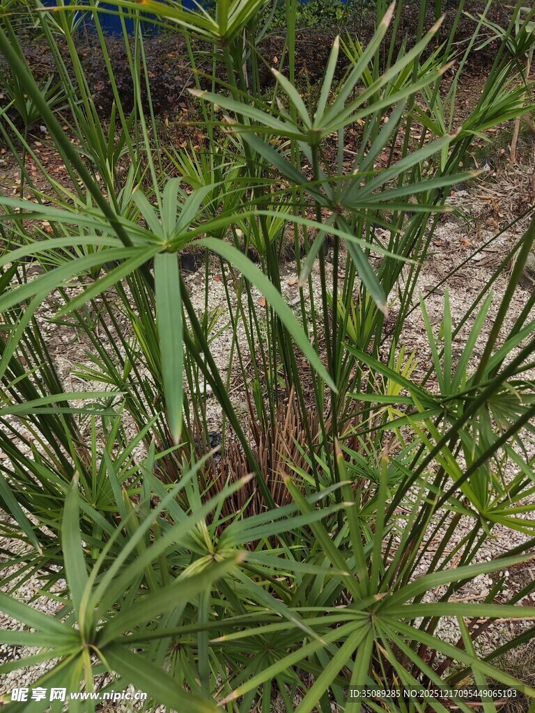翠绿丛生的细叶竹子
