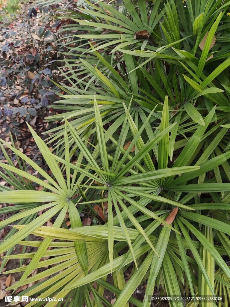 翠绿蒲葵叶片特写