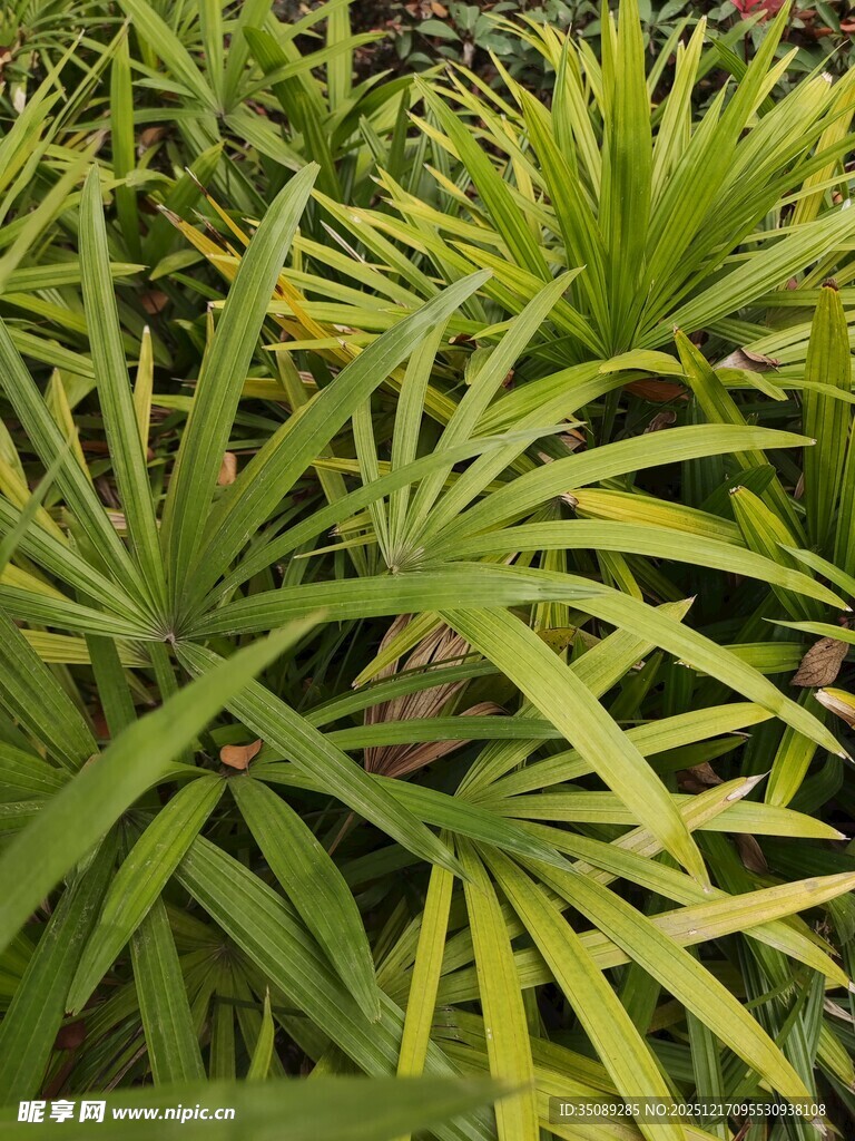 翠绿繁茂的热带植物景观