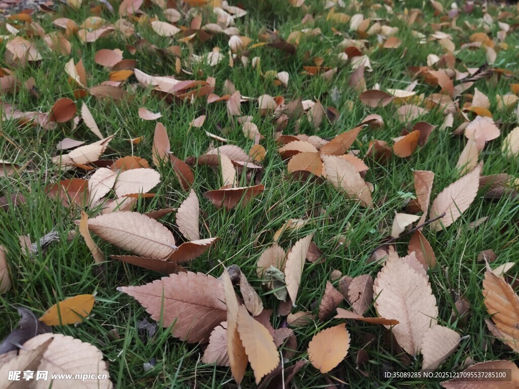 草地上的缤纷落叶