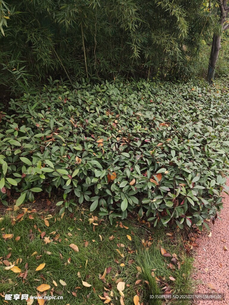 林间繁茂绿植景观